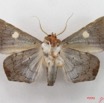 036 Heterocera (FV) Noctuidae Episparis sp IMG_4712WTMK.jpg