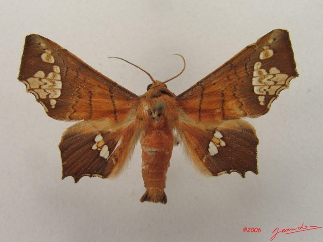 037 Heterocera (FD) Noctuidae Episparis fenestrifera m IMG_4748WTMK.jpg