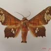037 Heterocera (FD) Noctuidae Episparis fenestrifera m IMG_4748WTMK.jpg