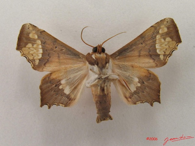 038 Heterocera (FV) Noctuidae Episparis fenestrifera m IMG_4752WTMK.jpg