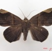 039 Heterocera (FD) Noctuidae Achaea basilewskyi m IMG_4778WTMK.jpg