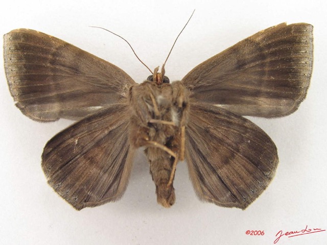 040 Heterocera (FV) Noctuidae Achaea basilewskyi m IMG_4779WTMK.jpg