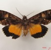 041 Heterocera (FD) Noctuidae Eudocima divitiosa f IMG_4780WTMK.jpg
