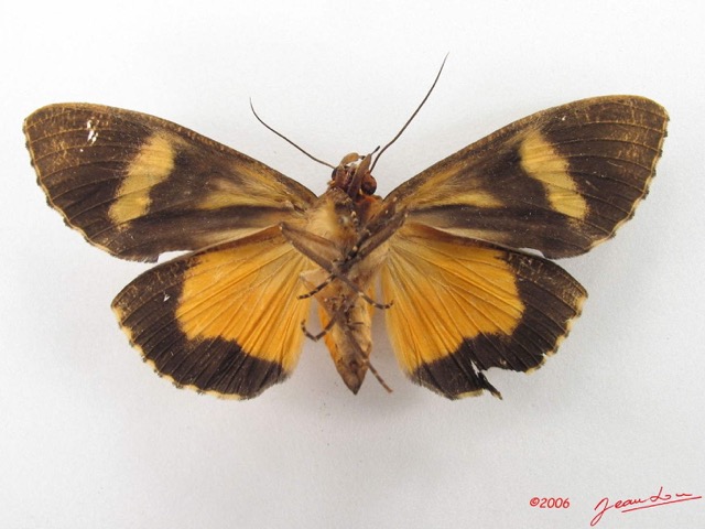 042 Heterocera (FV) Noctuidae Eudocima divitiosa f IMG_4781WTMK.jpg