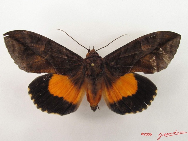043 Heterocera (FD) Noctuidae Eudocima divitiosa m IMG_4782WTMK.jpg