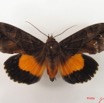 043 Heterocera (FD) Noctuidae Eudocima divitiosa m IMG_4782WTMK.jpg