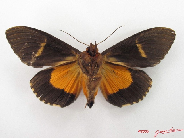 044 Heterocera (FV) Noctuidae Eudocima divitiosa m IMG_4783WTMK.jpg