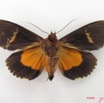 044 Heterocera (FV) Noctuidae Eudocima divitiosa m IMG_4783WTMK.jpg