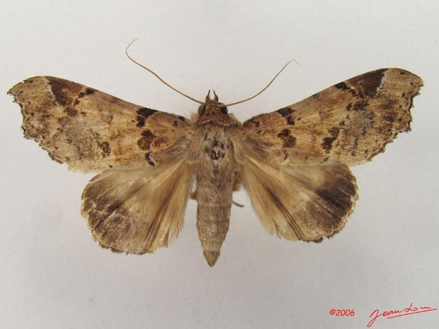 045 Heterocera (FD) Noctuidae Pseudogiria sp m IMG_4795WTMK.jpg