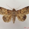 045 Heterocera (FD) Noctuidae Pseudogiria sp m IMG_4795WTMK.jpg