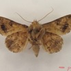 046 Heterocera (FV) Noctuidae Pseudogiria sp m IMG_4796WTMK.jpg