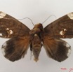047 Heterocera (FD) Noctuidae Achaea illustrata m IMG_4848WTMK.jpg