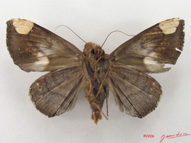 048 Heterocera (FV) Noctuidae Achaea illustrata m IMG_4849WTMK.jpg