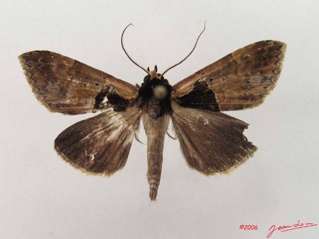 049 Heterocera (FD) Noctuidae Anoba nigribasis m IMG_4856WTMK.jpg