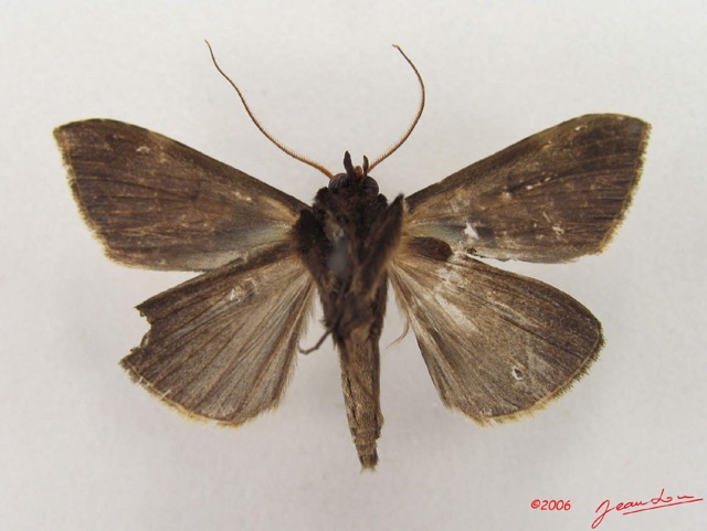 050 Heterocera (FV) Noctuidae Anoba nigribasis m IMG_4859WTMK.jpg