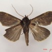 050 Heterocera (FV) Noctuidae Anoba nigribasis m IMG_4859WTMK.jpg