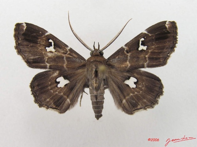 051 Heterocera (FD) Noctuidae Claterna sp m IMG_4911WTMK.jpg