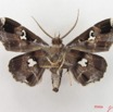 052 Heterocera (FV) Noctuidae Claterna sp m IMG_4913WTMK.jpg