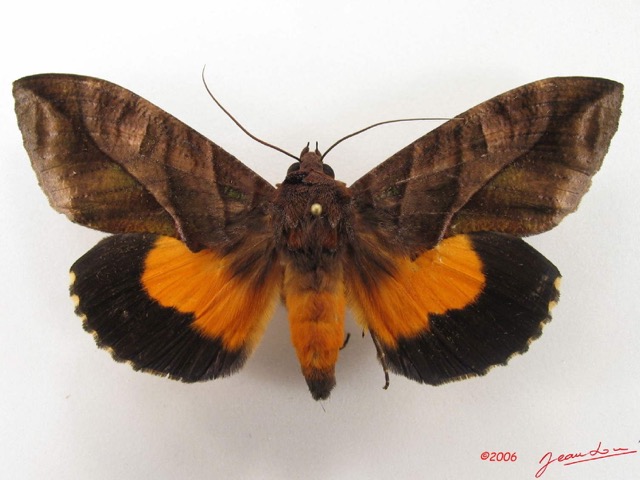 053 Heterocera (FD) Noctuidae Eudocima divitiosa m IMG_4945WTMK.jpg