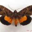 053 Heterocera (FD) Noctuidae Eudocima divitiosa m IMG_4945WTMK.jpg