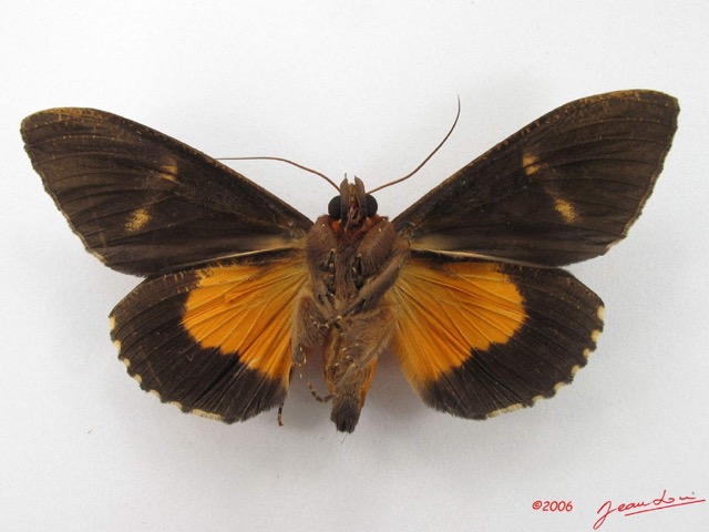 054 Heterocera (FV) Noctuidae Eudocima divitiosa m IMG_4946WTMK.jpg