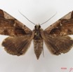 055 Heterocera (FD) Noctuidae Rougeotiana rogator f IMG_4982WTMK.jpg