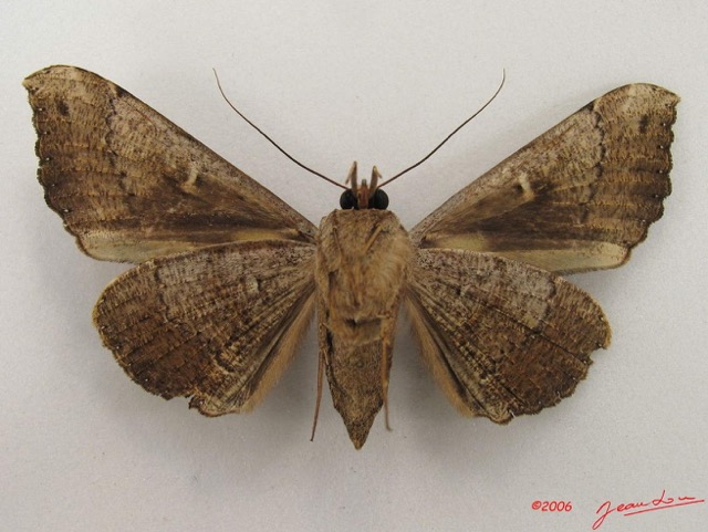 056 Heterocera (FV) Noctuidae Rougeotiana rogator f IMG_4983WTMK.jpg