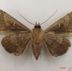 056 Heterocera (FV) Noctuidae Rougeotiana rogator f IMG_4983WTMK.jpg