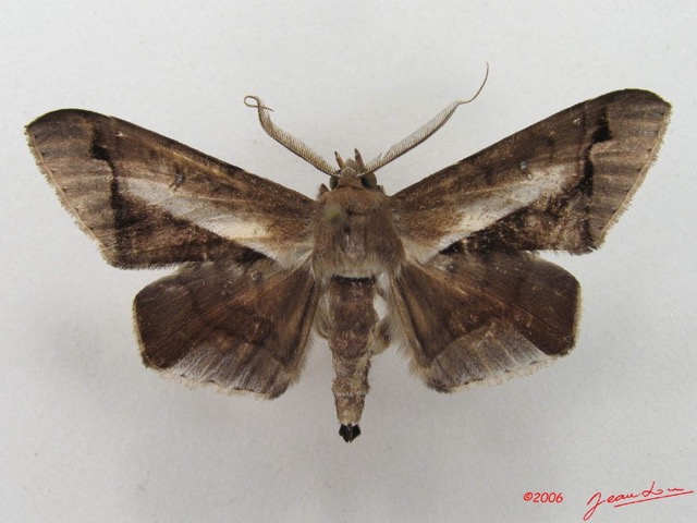 057 Heterocera (FD) Noctuidae Gorua partita m IMG_4984WTMK.jpg