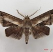 057 Heterocera (FD) Noctuidae Gorua partita m IMG_4984WTMK.jpg