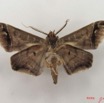 058 Heterocera (FV) Noctuidae Gorua partita m IMG_4988WTMK.jpg