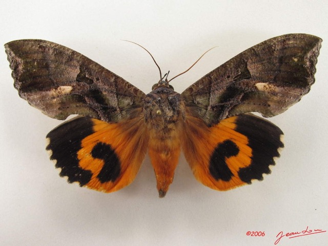 059 Heterocera (FD) Noctuidae Eudocima divitiosa f IMG_5014WTMK.jpg