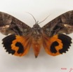 059 Heterocera (FD) Noctuidae Eudocima divitiosa f IMG_5014WTMK.jpg