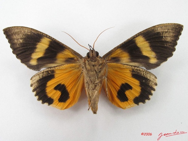060 Heterocera (FV) Noctuidae Eudocima divitiosa f IMG_5015WTMK.jpg