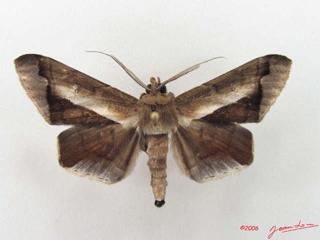 061 Heterocera (FD) Noctuidae Gorua partita m IMG_5070WTMK.jpg