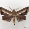 061 Heterocera (FD) Noctuidae Gorua partita m IMG_5070WTMK.jpg