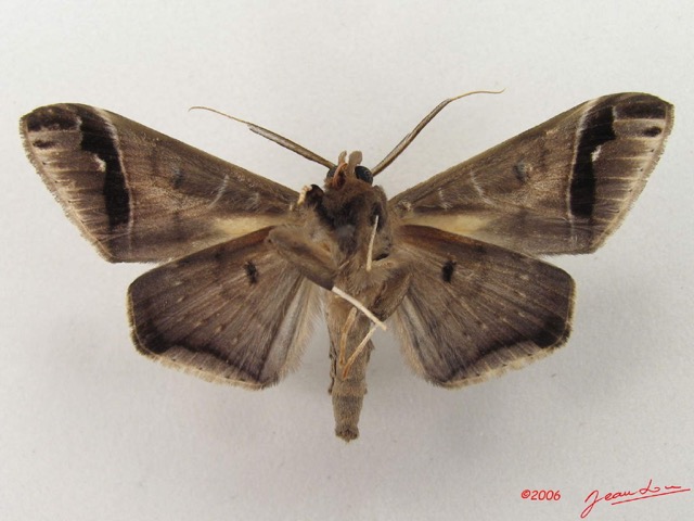 062 Heterocera (FV) Noctuidae Gorua partita m IMG_5071WTMK.jpg