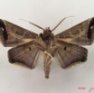 062 Heterocera (FV) Noctuidae Gorua partita m IMG_5071WTMK.jpg