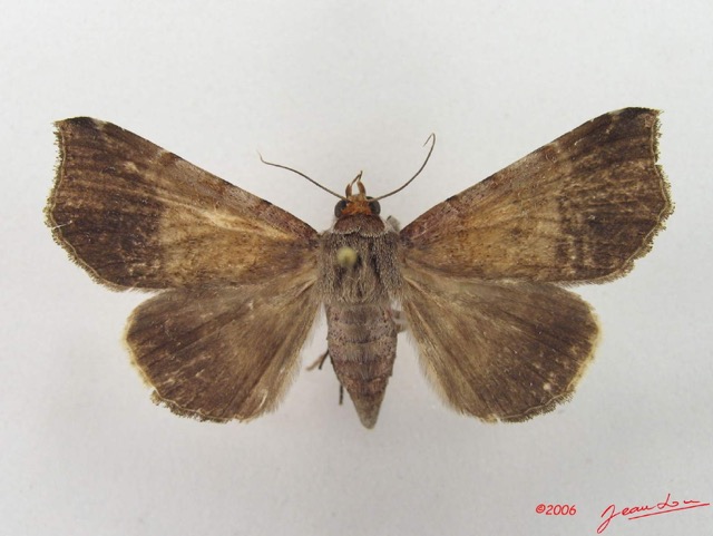 063 Heterocera (FD) Noctuidae Pseudogiria sp f IMG_5072WTMK.jpg