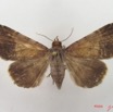063 Heterocera (FD) Noctuidae Pseudogiria sp f IMG_5072WTMK.jpg