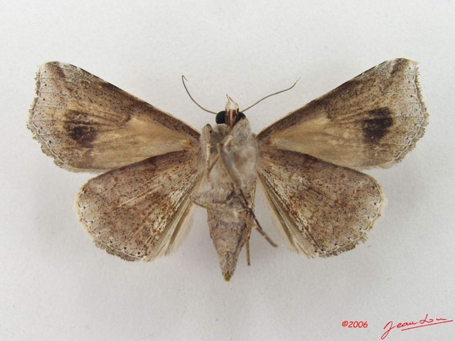 064 Heterocera (FV) Noctuidae Pseudogiria sp f IMG_5073WTMK.jpg