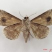 064 Heterocera (FV) Noctuidae Pseudogiria sp f IMG_5073WTMK.jpg