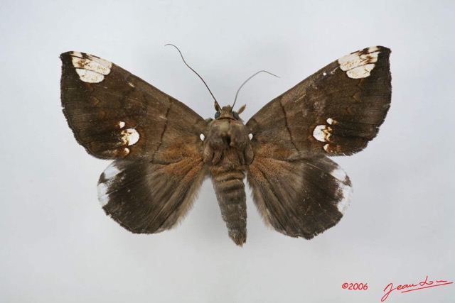 065 Heterocera (FD) Noctuidae Pseudogiria sp f IMG_1358WTMK.jpg