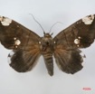 065 Heterocera (FD) Noctuidae Pseudogiria sp f IMG_1358WTMK.jpg