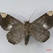 066 Heterocera (FV) Noctuidae Pseudogiria sp f IMG_1359WTMK.jpg