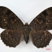 067 Heterocera (FD) Noctuidae Erebus walkeri f IMG_1364WTMK.jpg