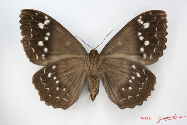 068 Heterocera (FV) Noctuidae Erebus walkeri f IMG_1367WTMK.jpg
