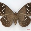 068 Heterocera (FV) Noctuidae Erebus walkeri f IMG_1367WTMK.jpg