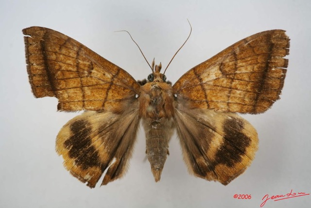 069 Heterocera (FD) Noctuidae Achaea catocalina f IMG_1455WTMK.jpg