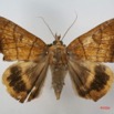 069 Heterocera (FD) Noctuidae Achaea catocalina f IMG_1455WTMK.jpg